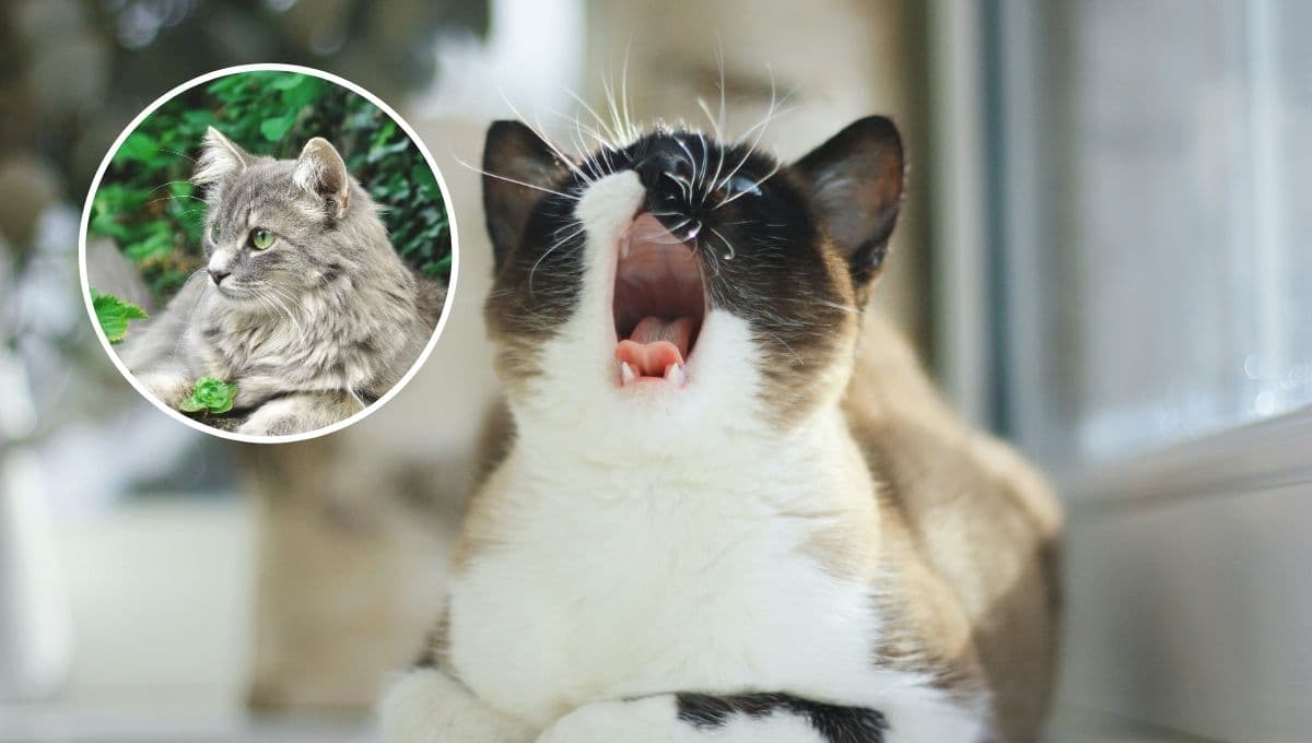 ¿Qué significa que mi gato vomite bolas de pelo y cómo evitarlo?