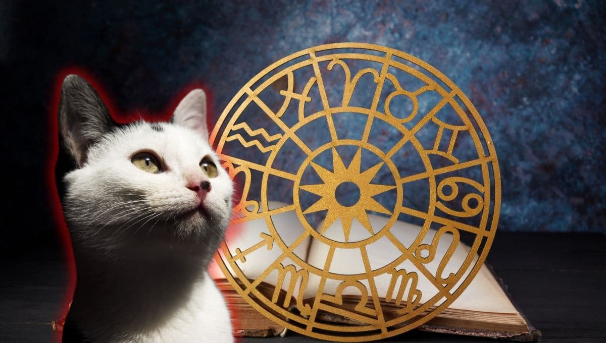 Horóscopo de tu gato: Las predicciones para tu michi hoy martes 12 de noviembre