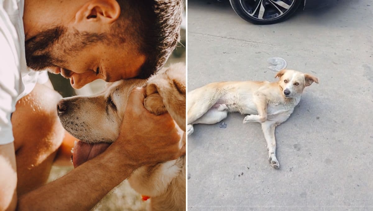 Perrito llora de emoción tras reconocer a su dueño después de un año sin verlo
