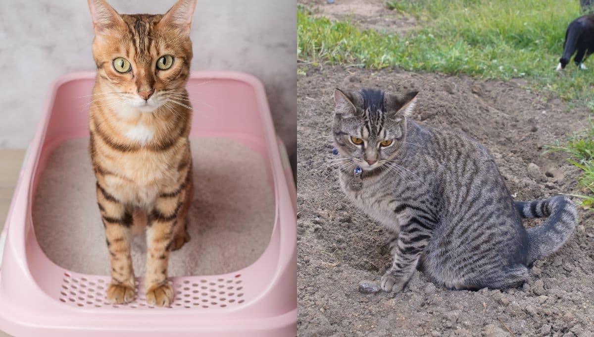 ¿Cómo ahuyentar gatos para que no hagan pis? 3 tips para evitarlo