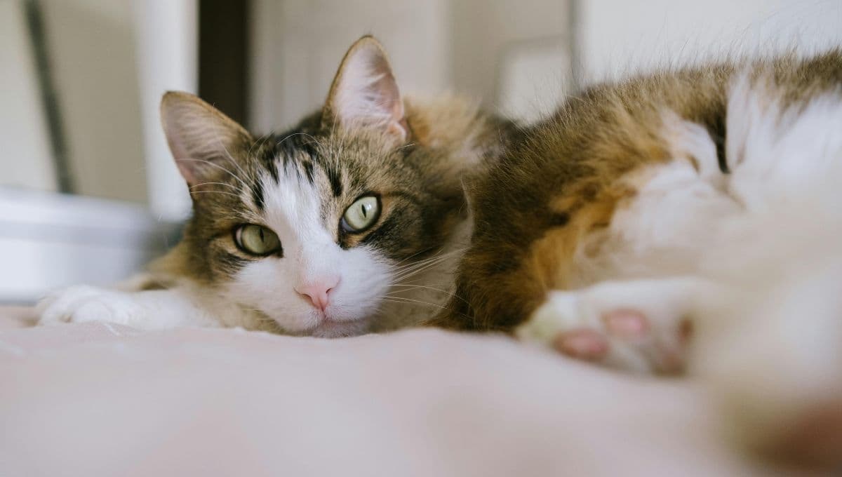 ¿Cómo saber si mi gato no puede orinar?