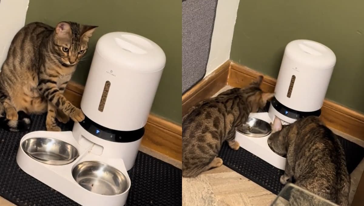 Gato aprende a servirse comida solo y su video causa teorías en TikTok, ¿cómo lo hizo?