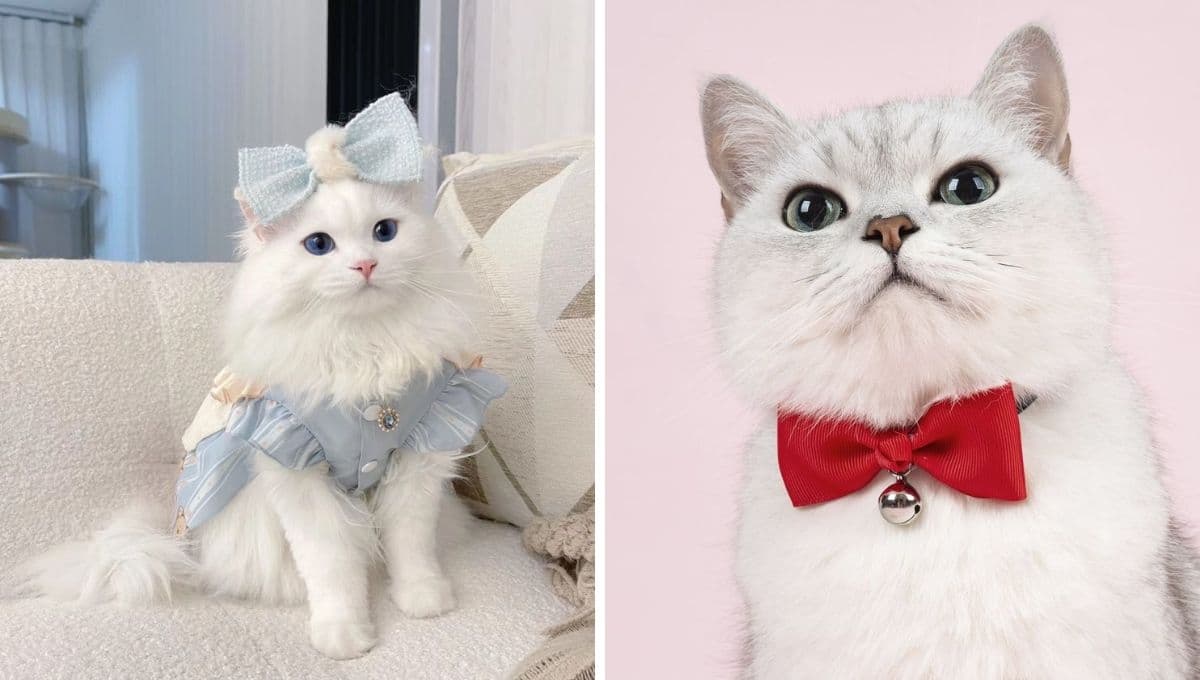 ¿Qué son más limpios los gatos o las gatas?