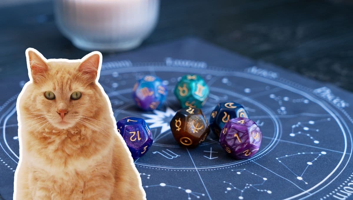 Horóscopo de tu gato: Las predicciones para tu michi hoy miércoles 13 de noviembre
