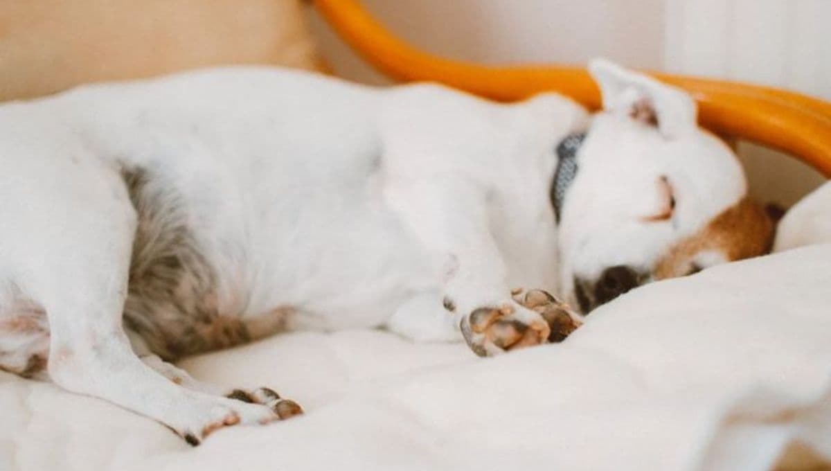 ¿Qué hacer cuando mi perro llora dormido?