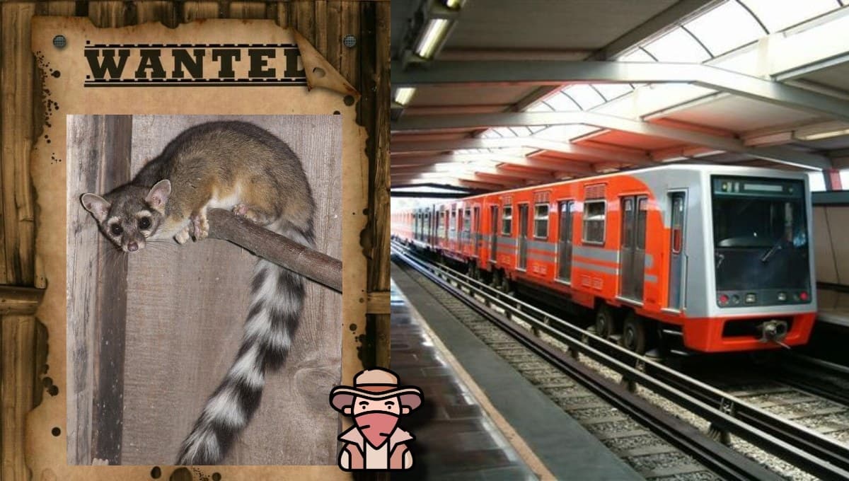 Buscan a cacomixtle en Metro de la CDMX: ¿son peligrosos?