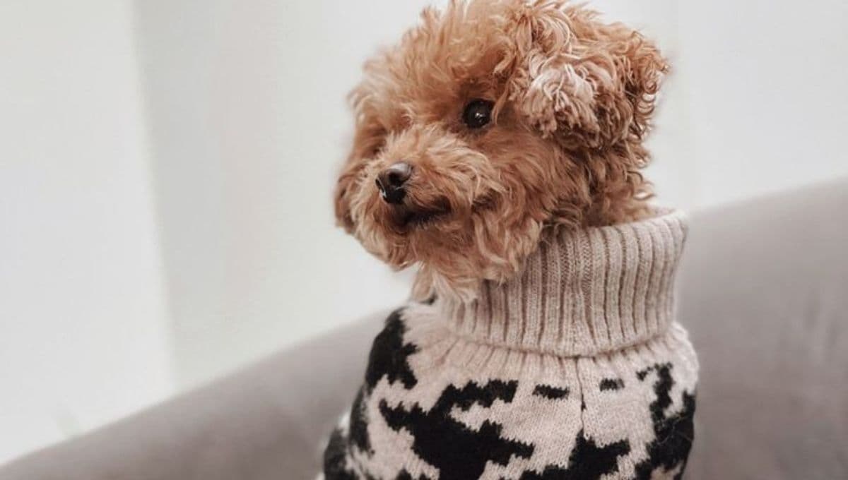 Amazon tiene la ropa para perro ideal para protegerlo en inviernos y evitar que se enferme