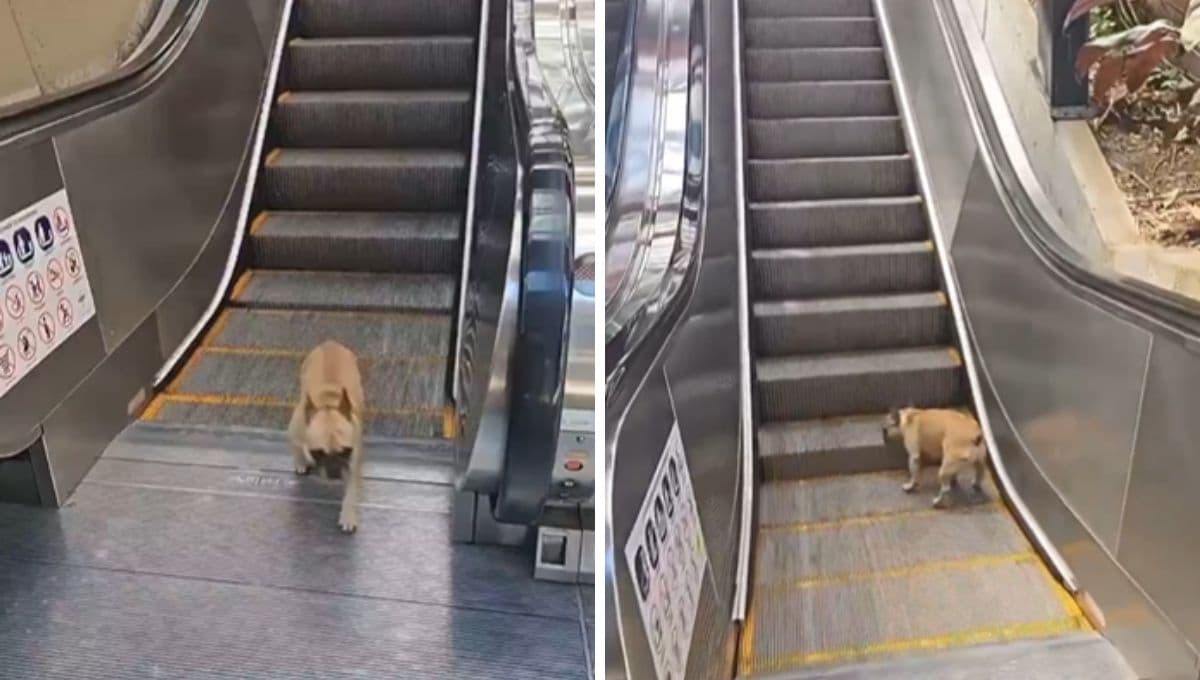 Perrito aprende a subir y a bajar escaleras eléctricas y enternece a todos