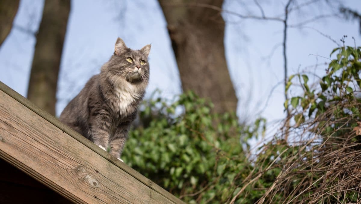 Mi gato se cayó por la ventana, ¿qué hago?