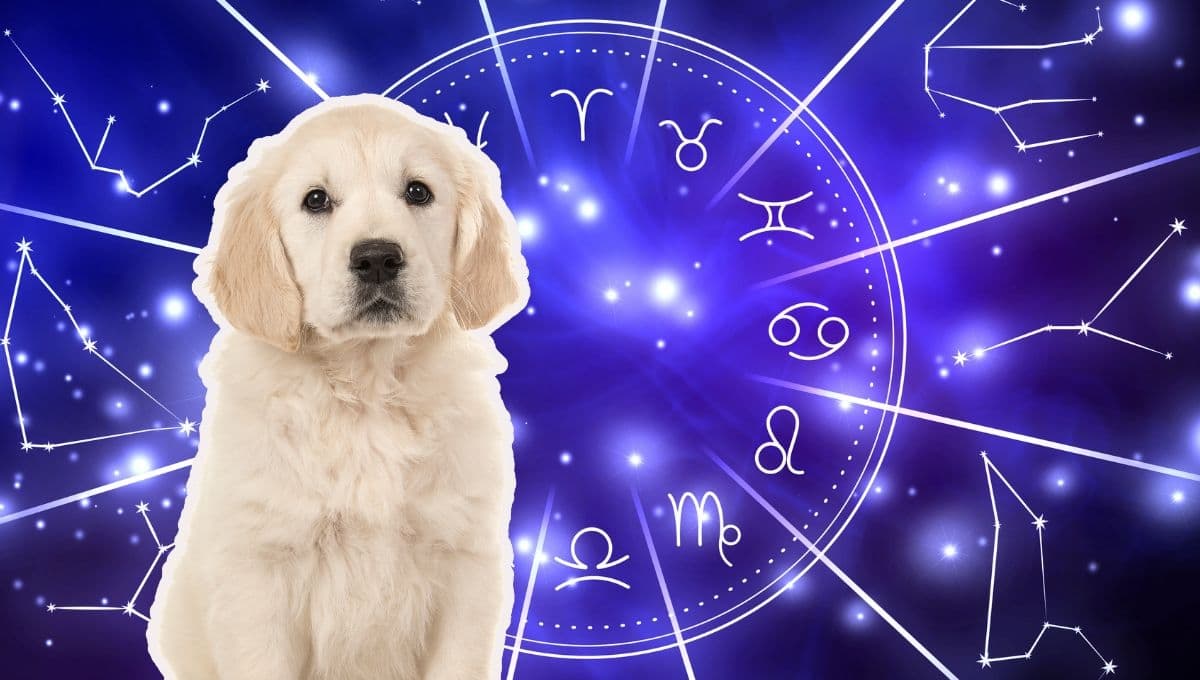 Horóscopo de tu perro: Las predicciones para tu lomito hoy jueves 14 de noviembre