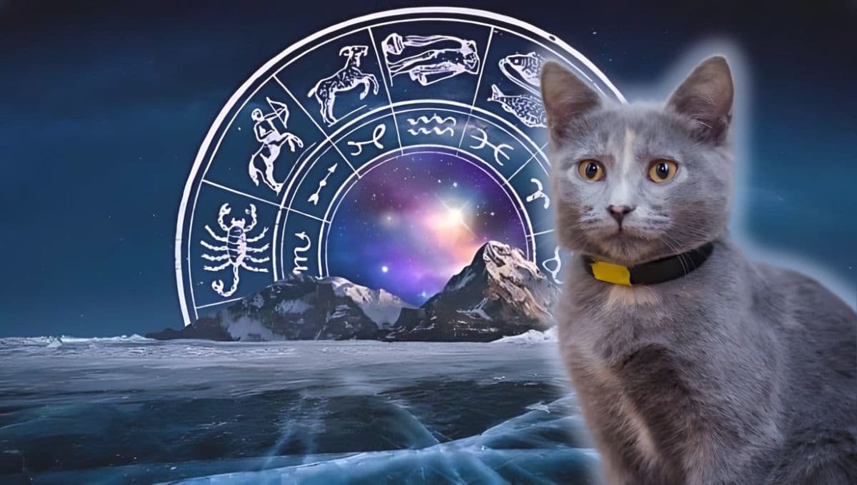 Horóscopo de tu gato: Las predicciones para tu michi hoy lunes 18 de noviembre