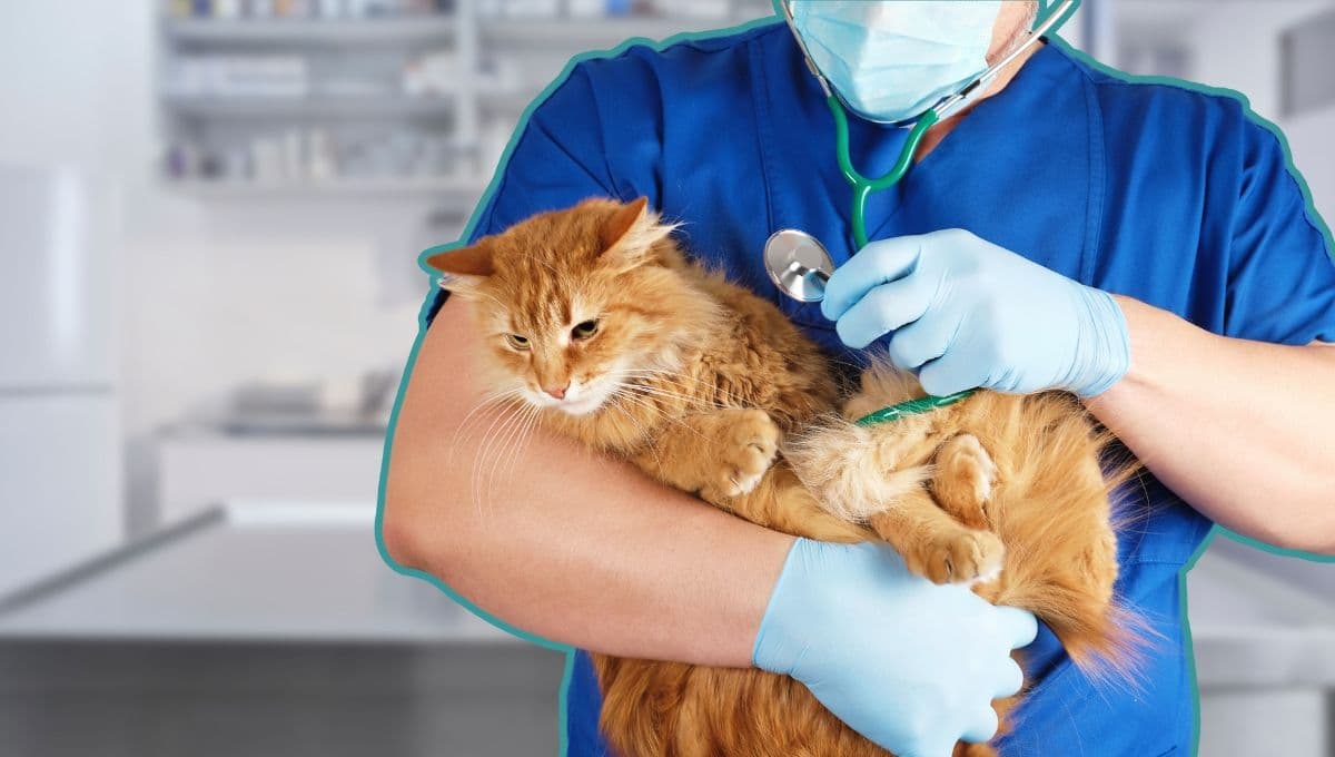 Cómo saber si mi gato está enfermo del estómago