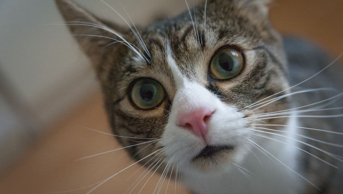 Gato ciego: ¿cómo saber que no puede ver?