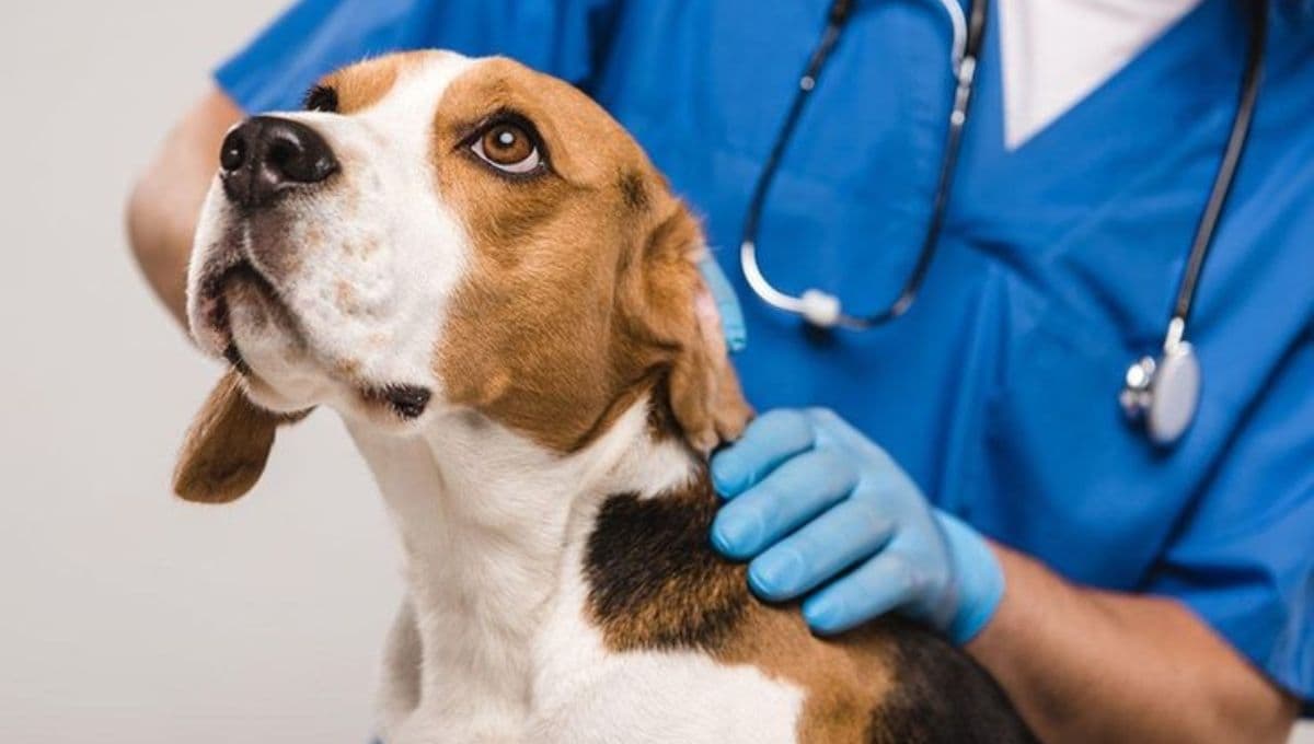¿Cómo empieza el parvovirus en los perros?