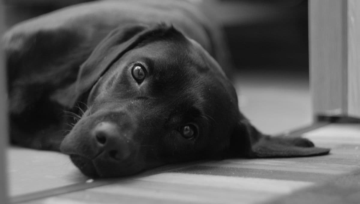 Síntomas que señalan que tu perro se intoxicó con la comida