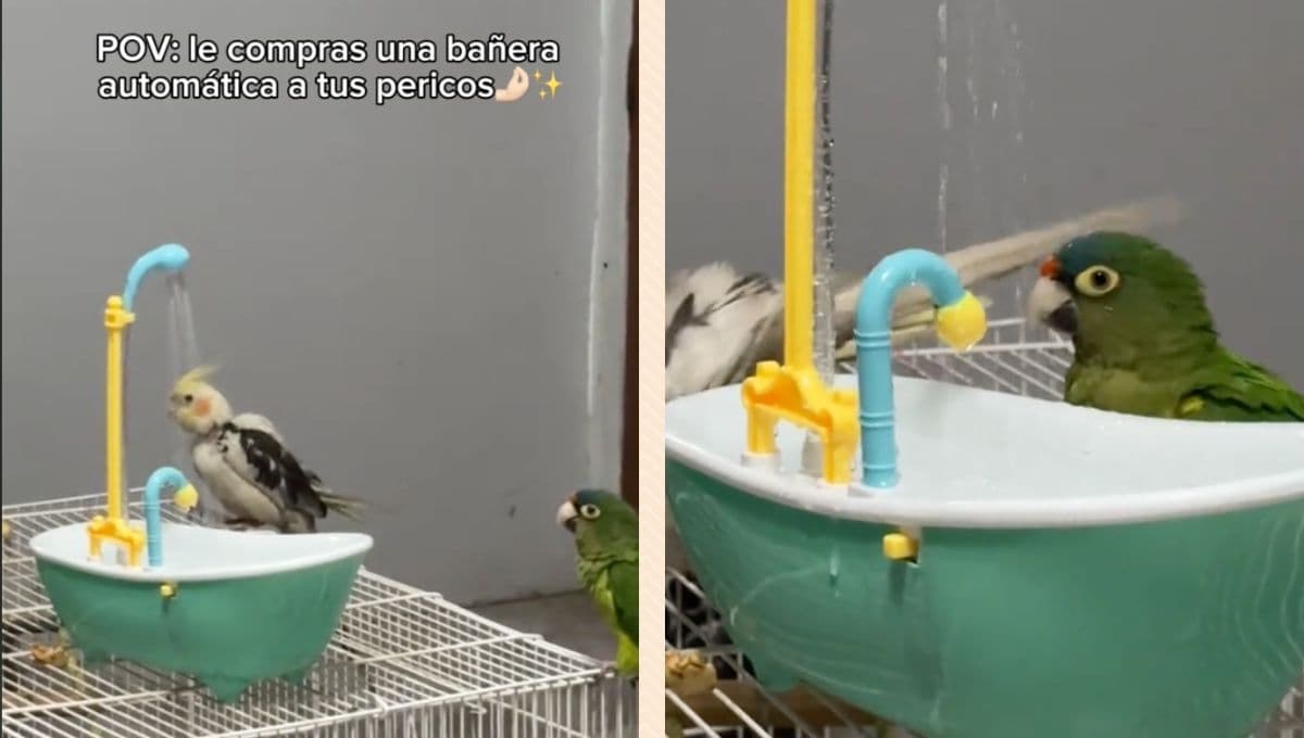 Le compra bañera automática a sus pericos y se pelean entre ellos, ‘no le pegues’