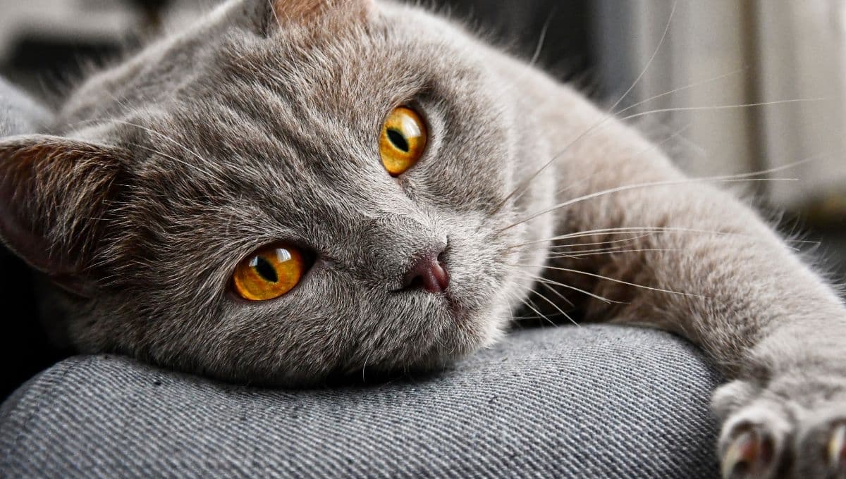 ¿Qué pasa si mi gato se come la arena del arenero?