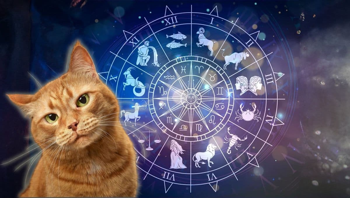 Horóscopo de tu gato: Las predicciones para tu michi hoy viernes 15 de noviembre