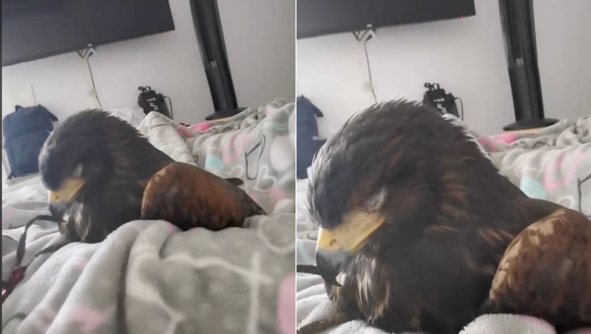 La triste historia de Toluquita, el águila que duerme en una cama tras ser adoptada