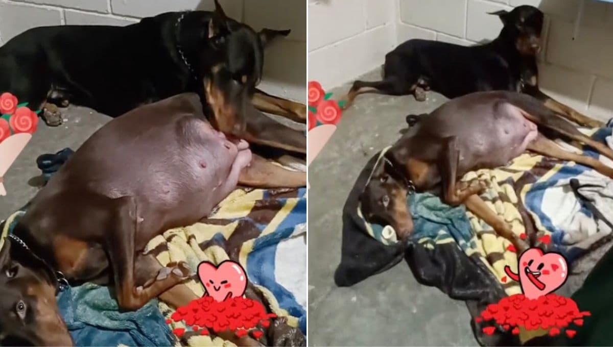 ¡Bandido responsable! Perro doberman acompaña en el parto a su novia, le da besitos y la consuela