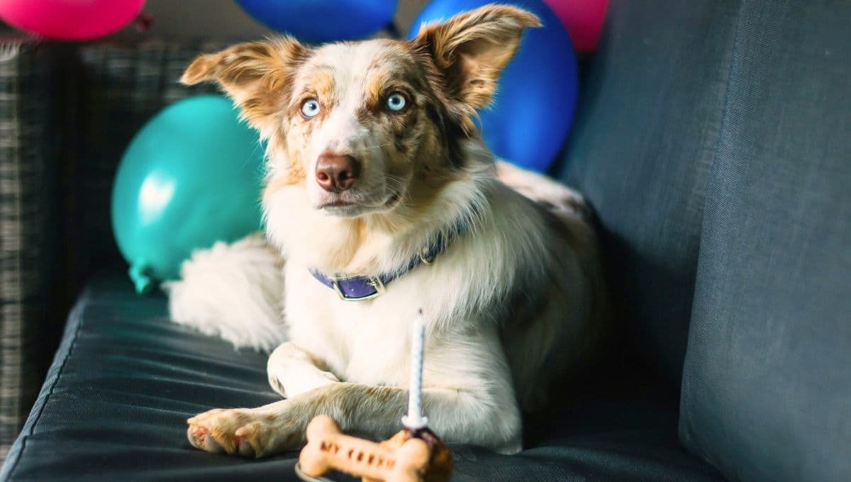 ¿Cómo hacer un pastel de cumpleaños para un perro?