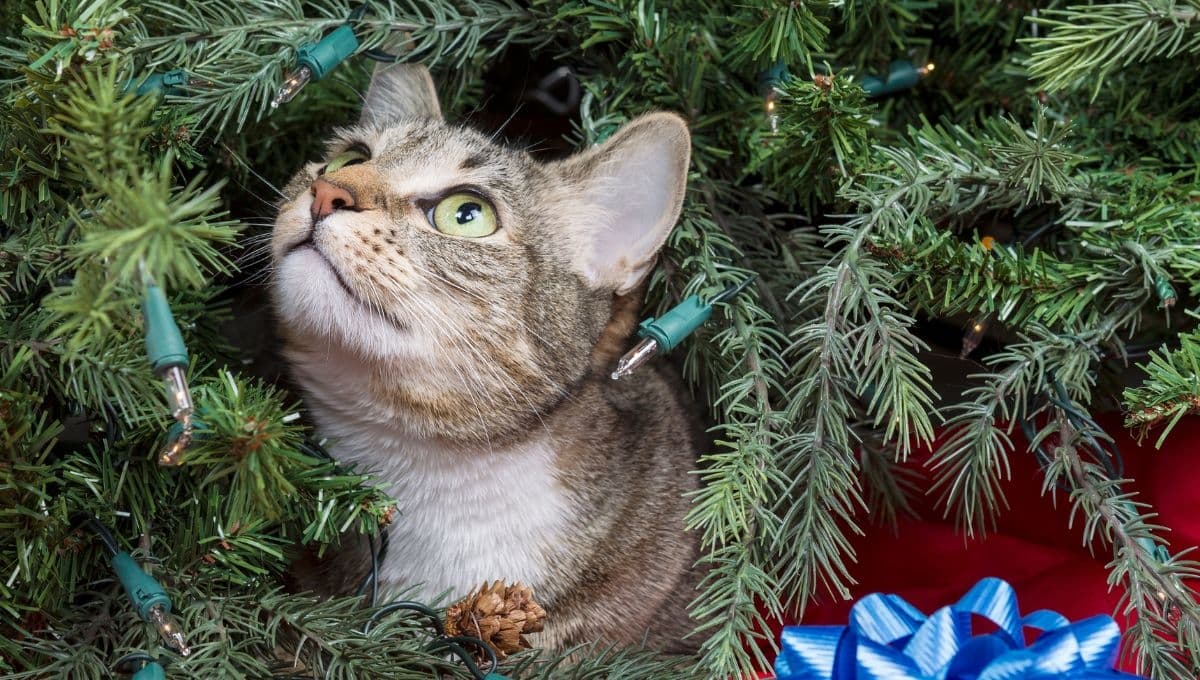 ¿Cómo hacer que mi gato no dañe el árbol de Navidad? 5 consejos que te servirán