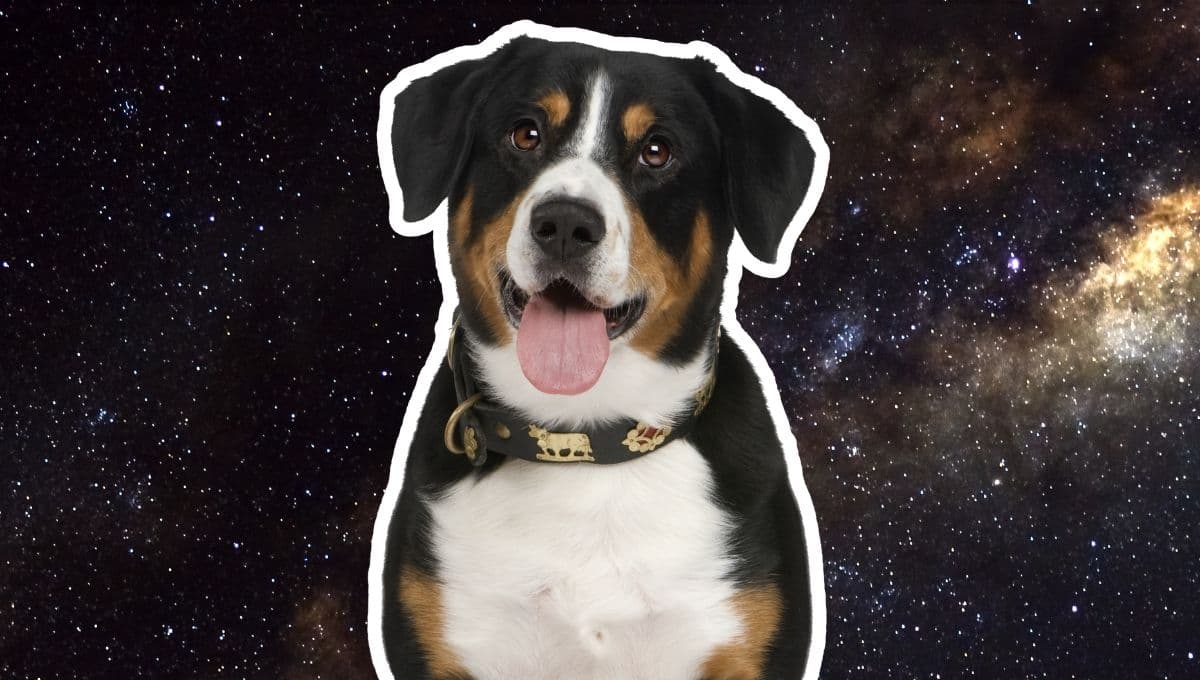 Horóscopo de tu perro: Las predicciones para tu lomito hoy sábado 16 de noviembre