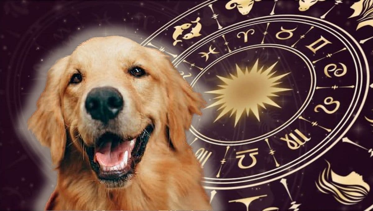 Horóscopo de tu perro: Las predicciones para tu lomito hoy martes 19 de noviembre