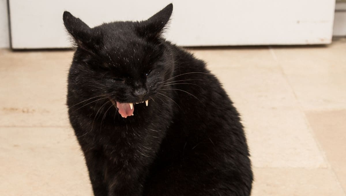 Mi gato tose como si tuviera algo en la garganta ¿es normal?