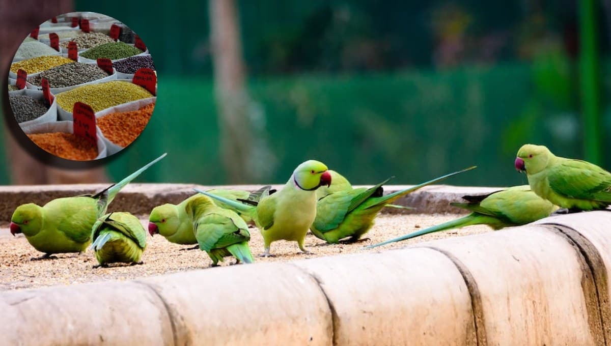 ¿Qué semillas comen los pericos verdes?