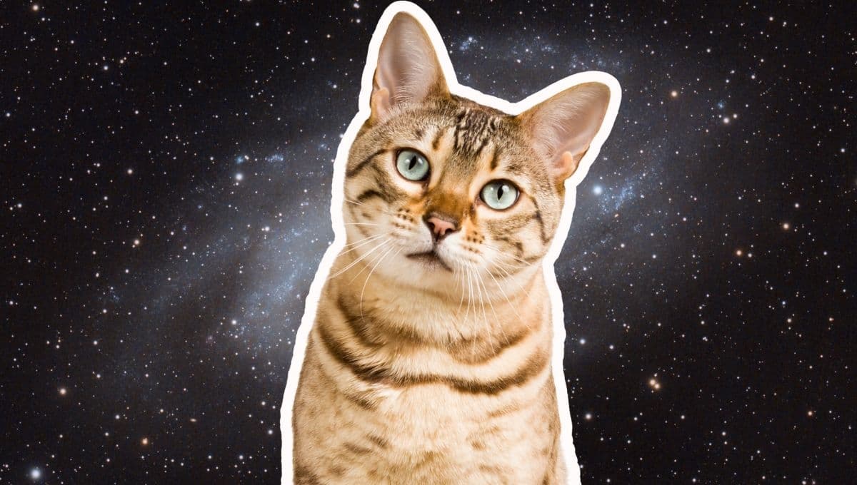 Horóscopo de tu gato: Las predicciones para tu michi hoy sábado 16 de noviembre