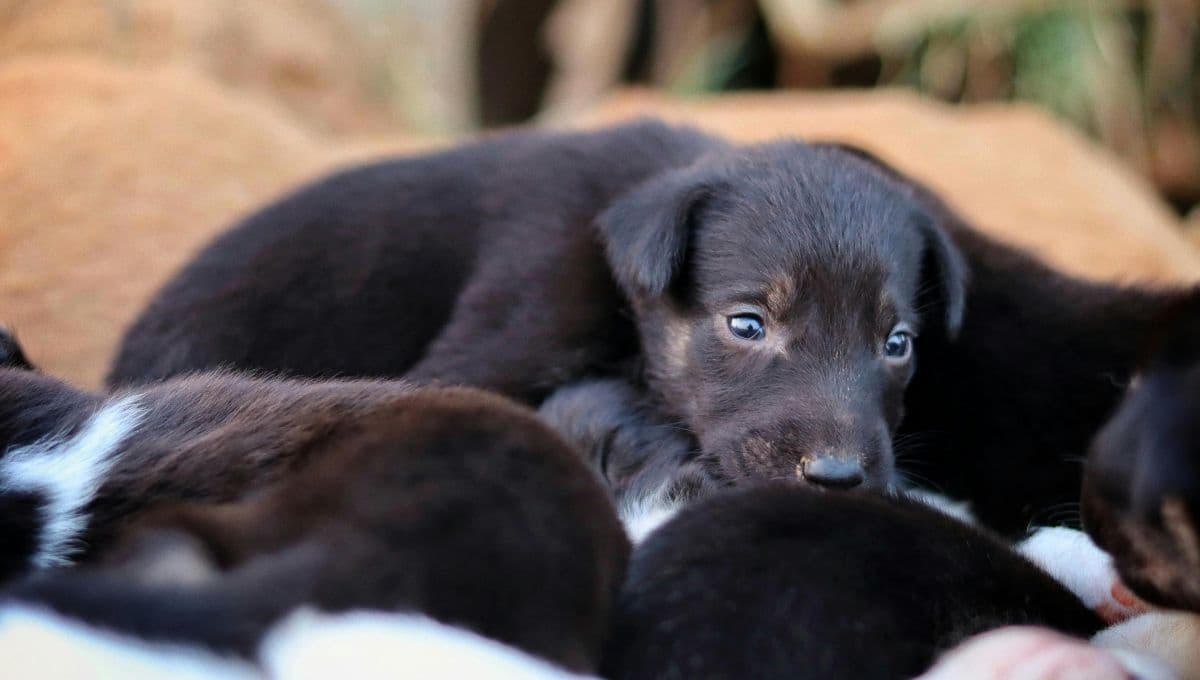 Ella es Tehila, la rescatista que le ha cambiado la vida a decenas de perritos callejeros