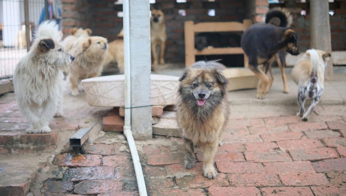 Milagros Caninos, el centro que atiende a perros en situaciones extremas como cáncer o quemaduras