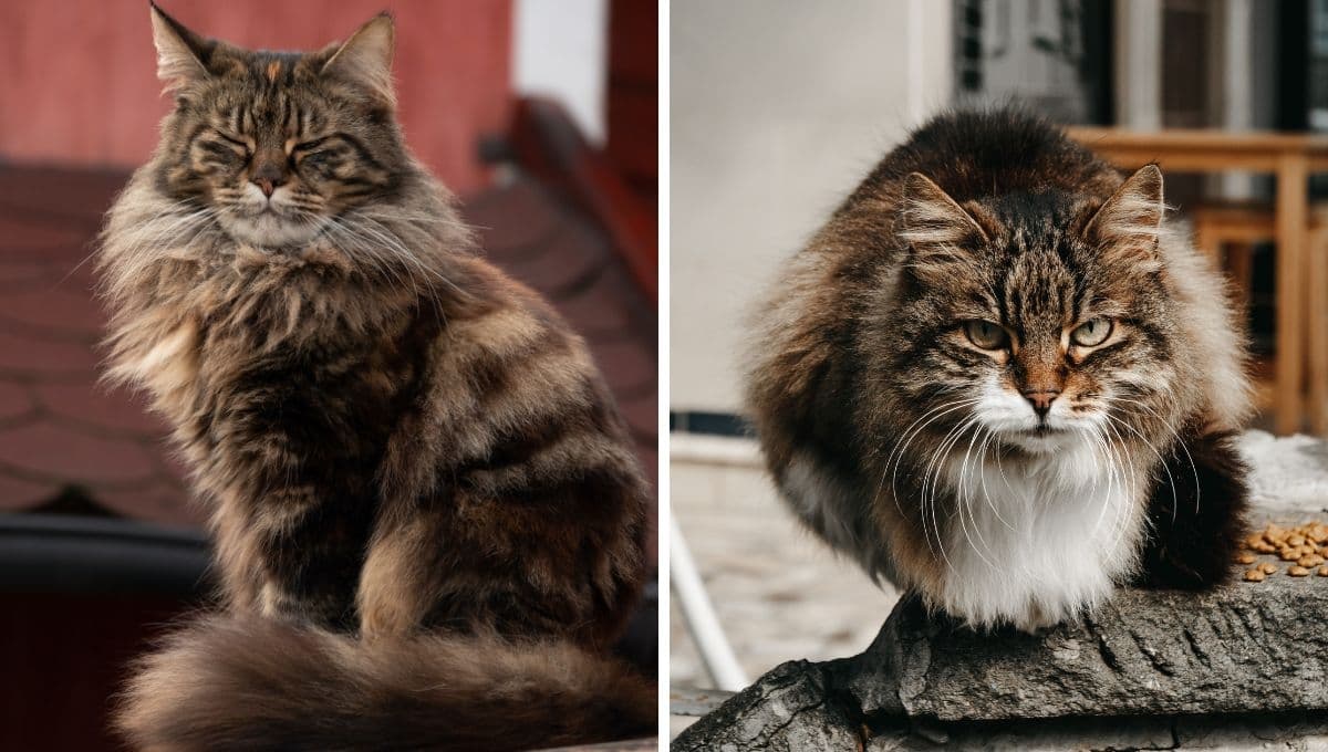 ¿Qué significa cuando mi gato hace un ruido como de motor?