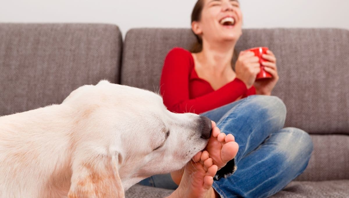 ¿Qué significa que tu perro te lama los pies?