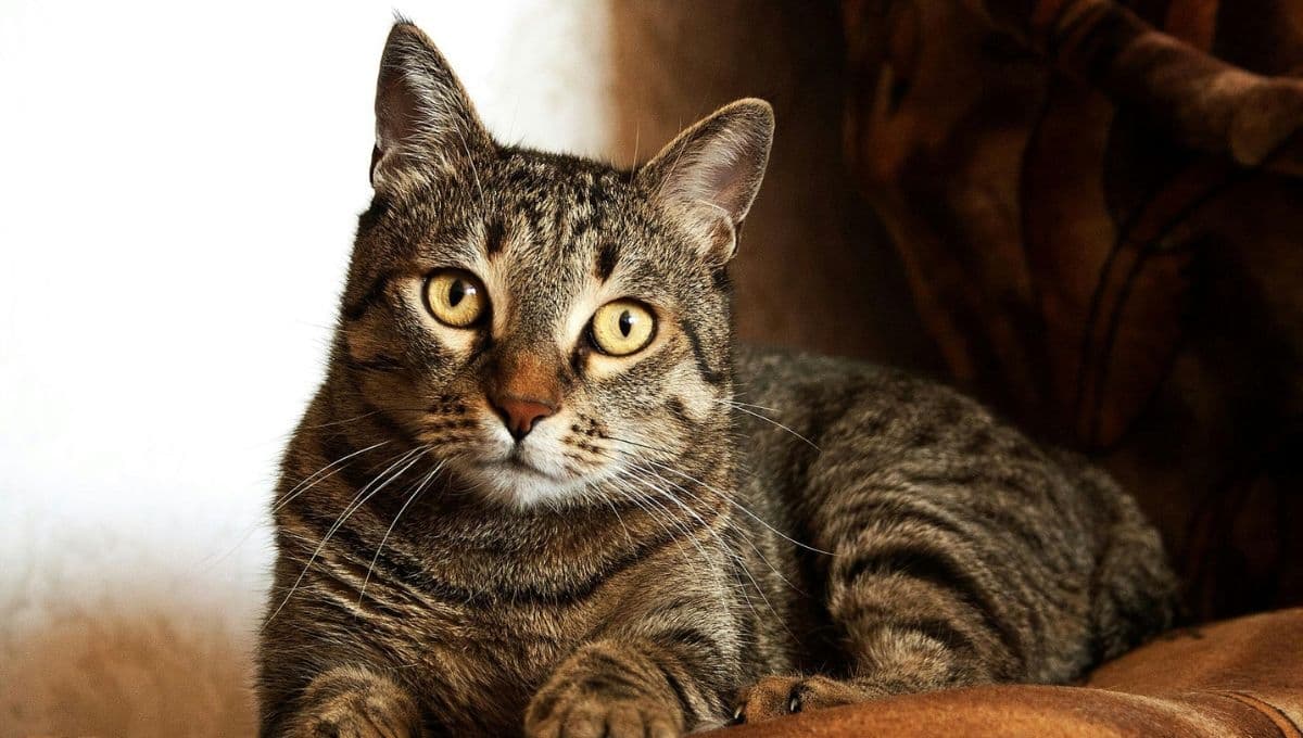 ¿Cuáles son las señales de que tu gato se está despidiendo de ti?