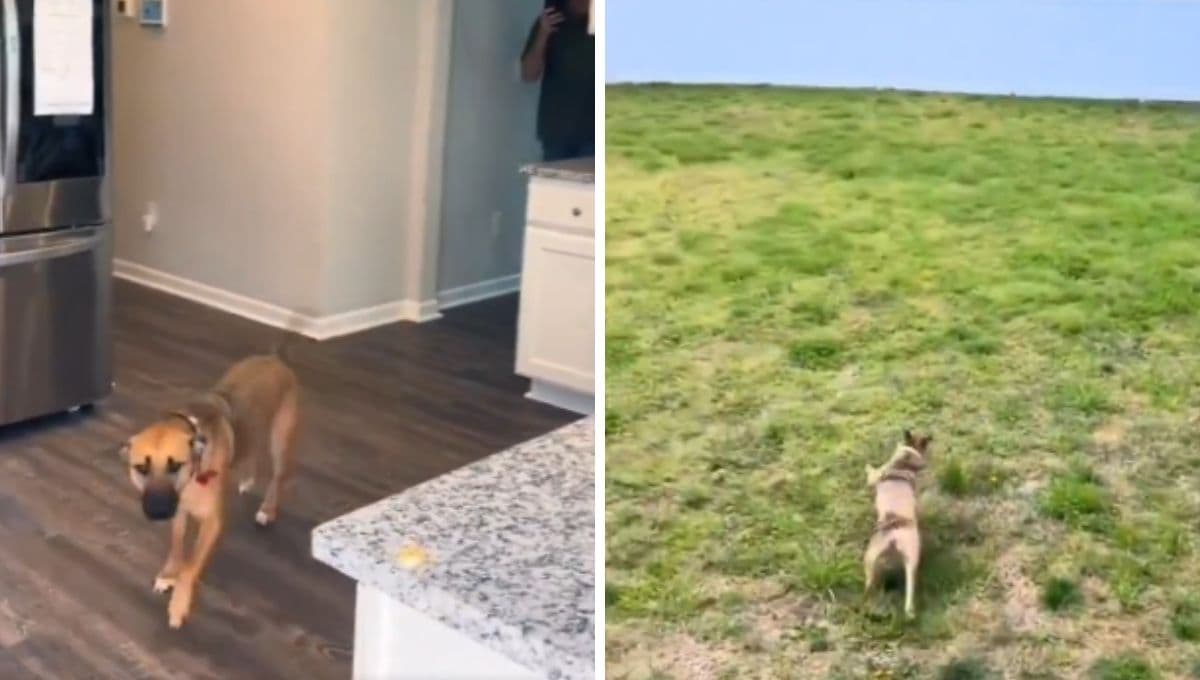 VIDEO: La emoción de un perrito recién adoptado al conocer su nuevo patio que te sacará una sonrisa
