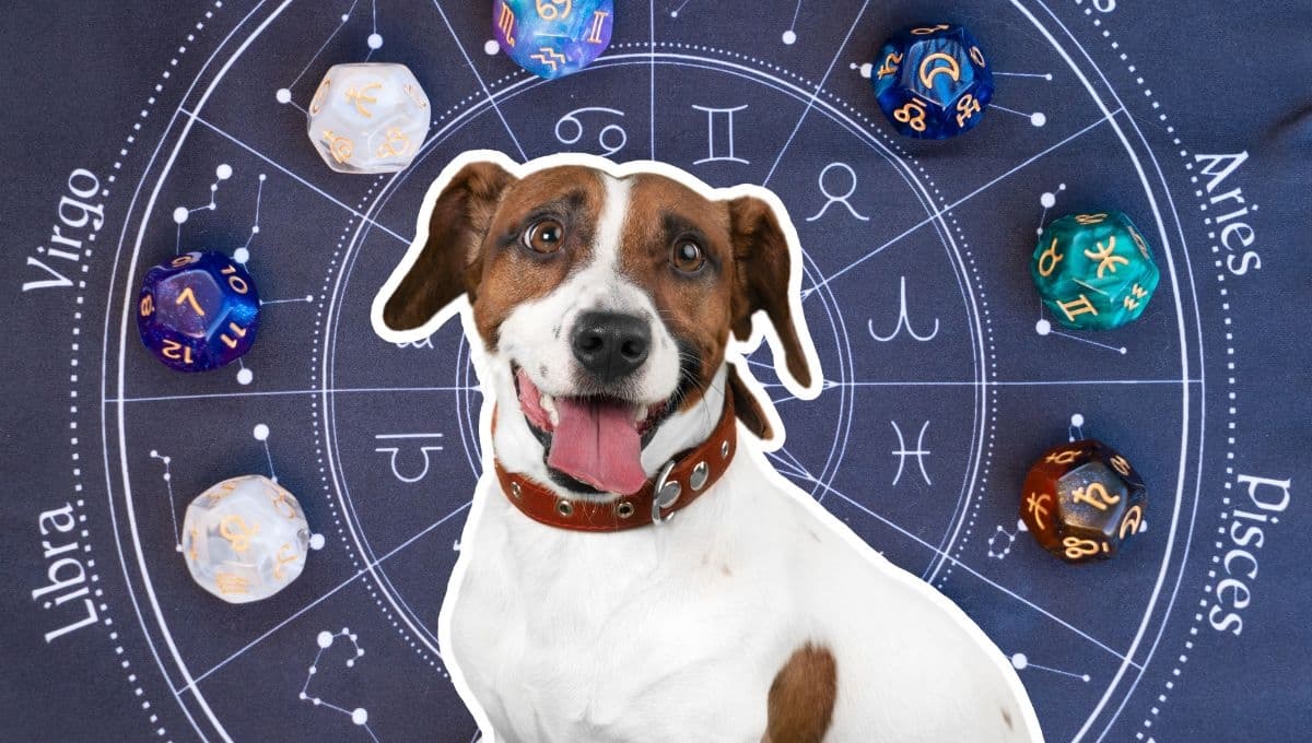 Horóscopo de tu perro: Las predicciones para tu lomito hoy miércoles 20 de noviembre
