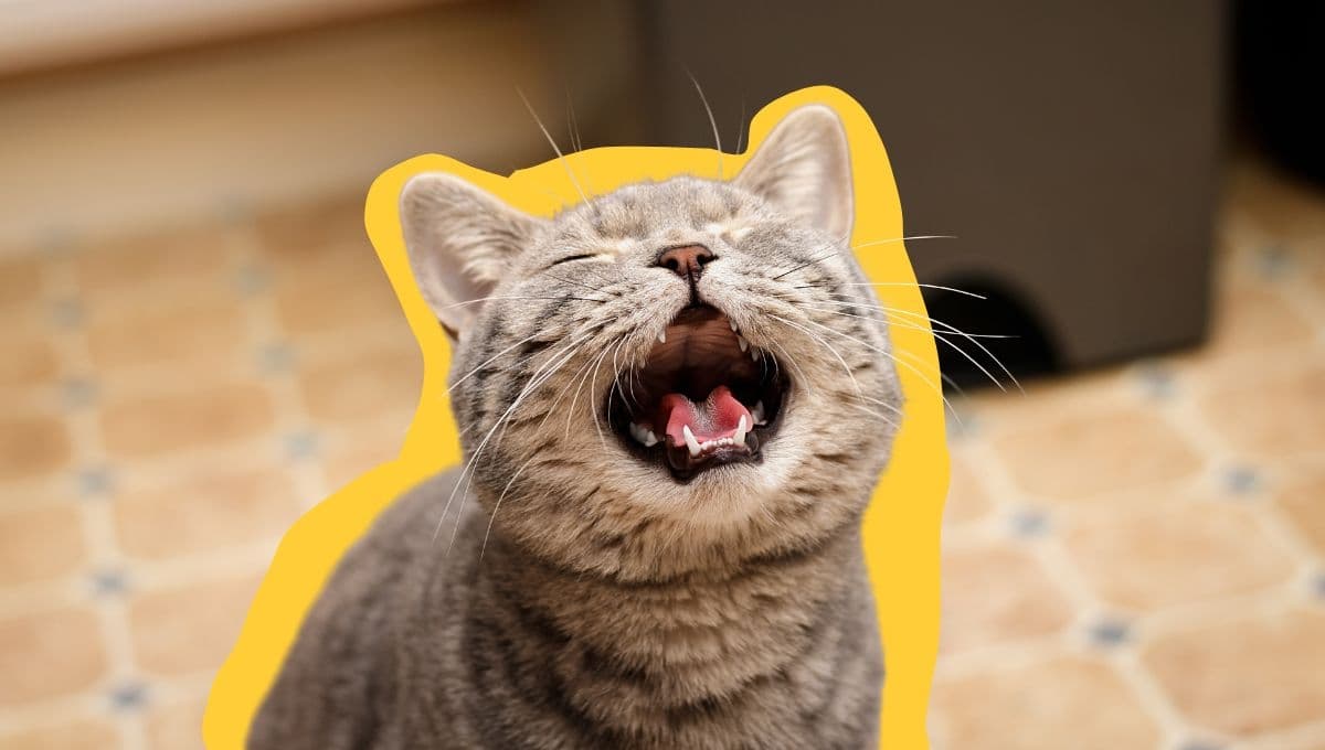 ¿Qué significan los maullidos de tu gato? Guía para entender a tu michi