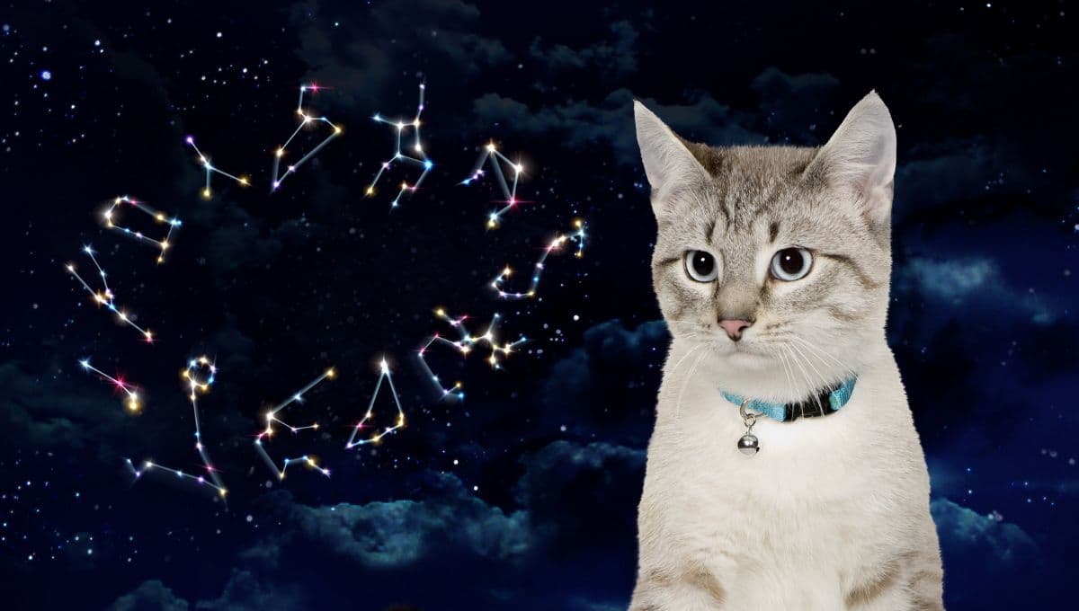 Horóscopo de tu gato: Las predicciones para tu michi hoy miércoles 20 de noviembre