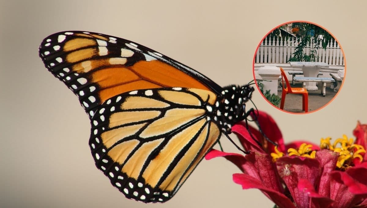 ¿Cómo atraer a las mariposas a mi jardín?