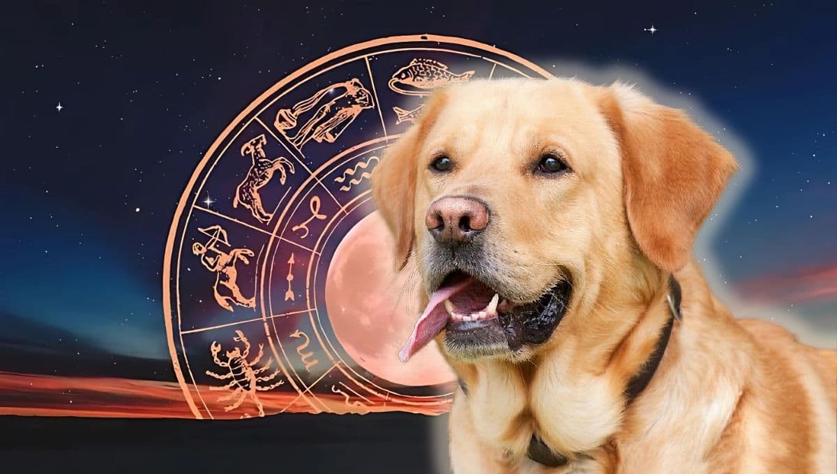 Horóscopo de tu perro: Las predicciones para tu lomito HOY lunes 25 de noviembre