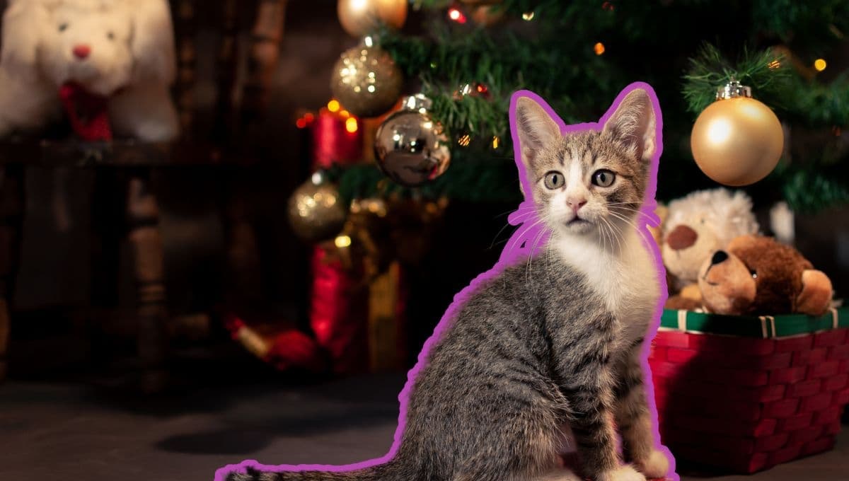 Que tu gato no tire más el árbol de navidad: el TRUCO con el que lo mantendrás alejado de él