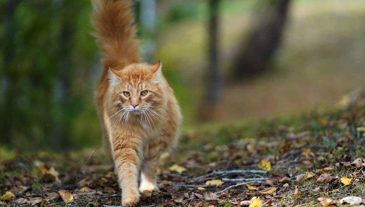 El gato que escapó y recorrió 8 km para reencontrarse con el hombre que lo rescató