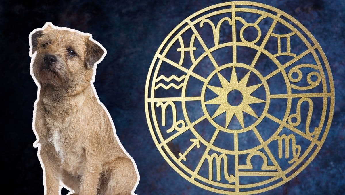 Horóscopo de tu perro: Las predicciones para tu lomito hoy jueves 21 de noviembre