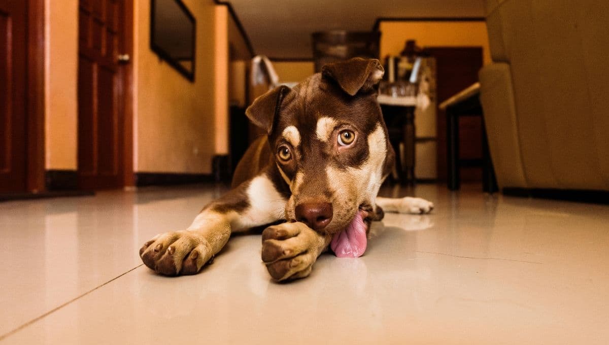 ¿Por qué los perros se lamen las patas en la noche?