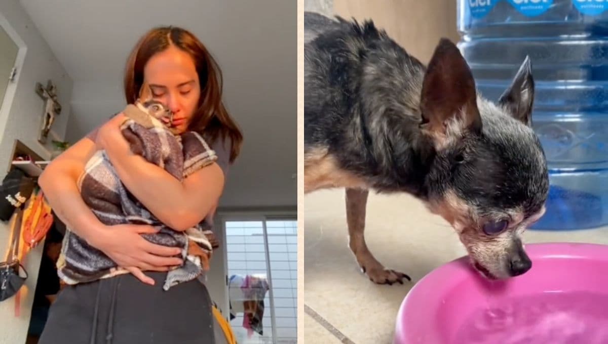 Así fue el último día de Romina, la perrita Chihuahua qué murió tras ser atacada por otros perros