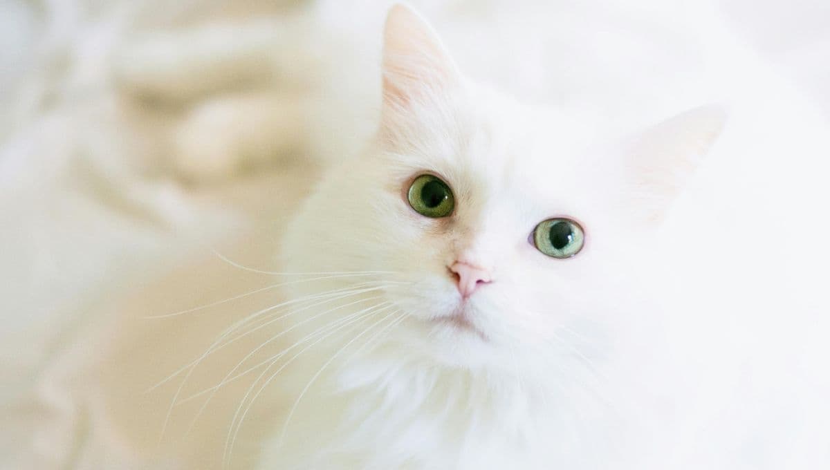 ¿Cómo es la orina de un gato sano?