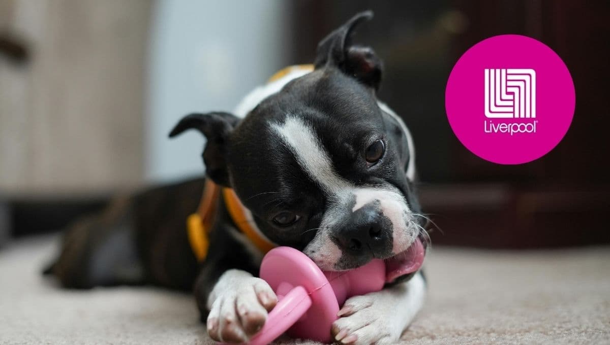 Liverpool pone en descuento el juguete interactivo perfecto para perros, lo entretendrás por horas