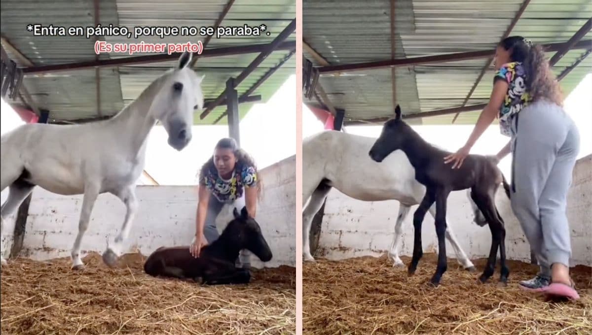 Yegua entra en pánico porque su potrillo no se paraba y la cuidadora la hace entrar en calma | VIDEO